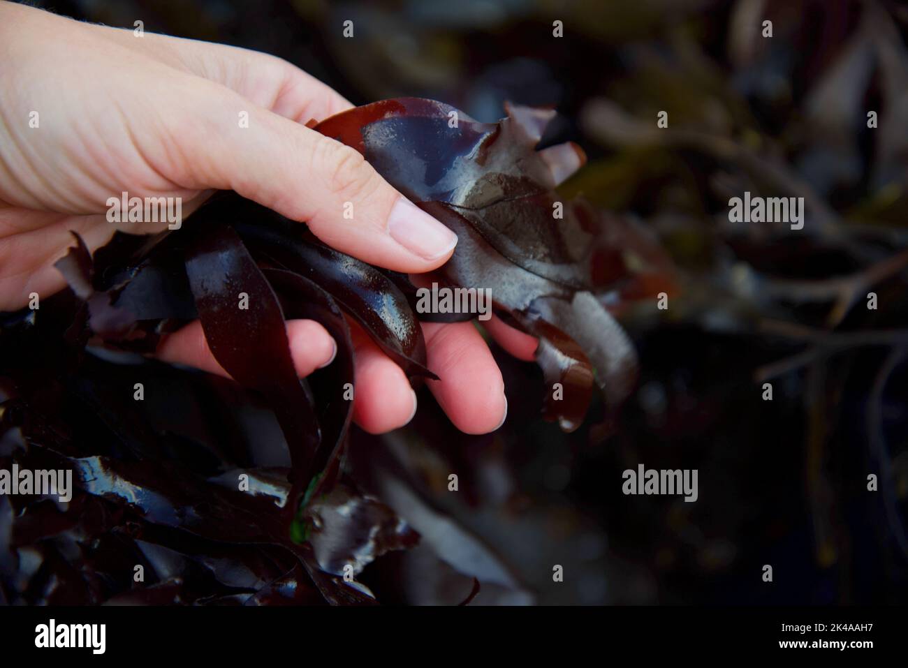 Dulse (palmaria palmata) being harvested by hand from rocky shore Stock Photo