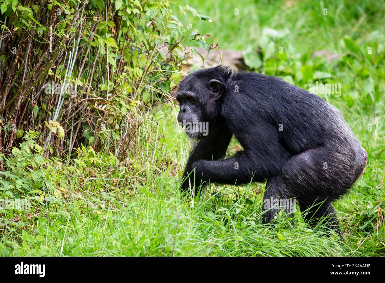 Single Chimpanzee Pan troglodytes in profile moving through grass and undergrowth Stock Photo