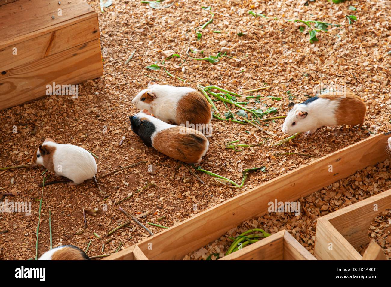Group of guinea pig on sawdust in their cage Stock Photo Alamy