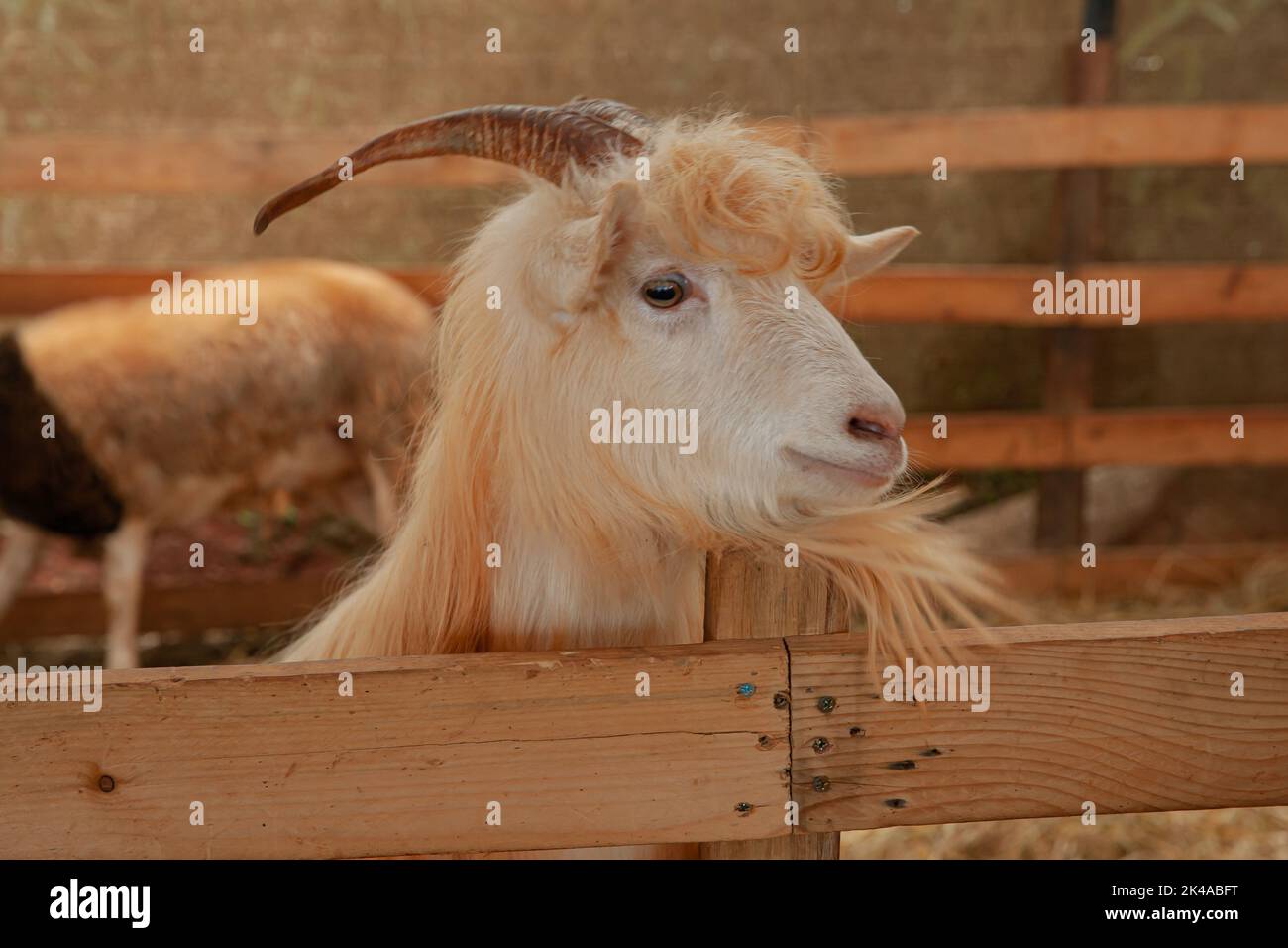 Goat hay hires stock photography and images Alamy