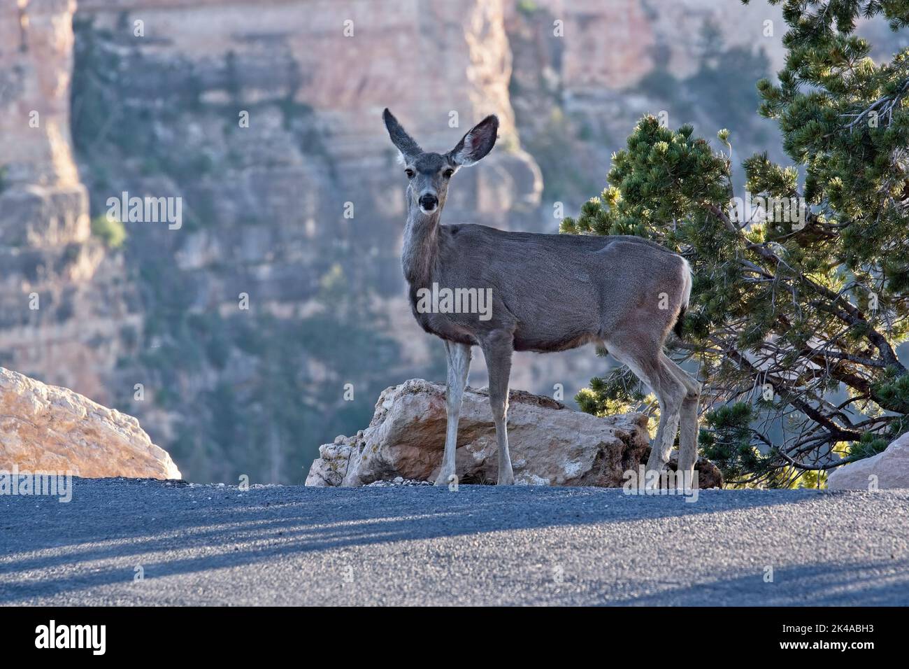 Mule Deer at the Grand Canyon looking directly at you. Stock Photo