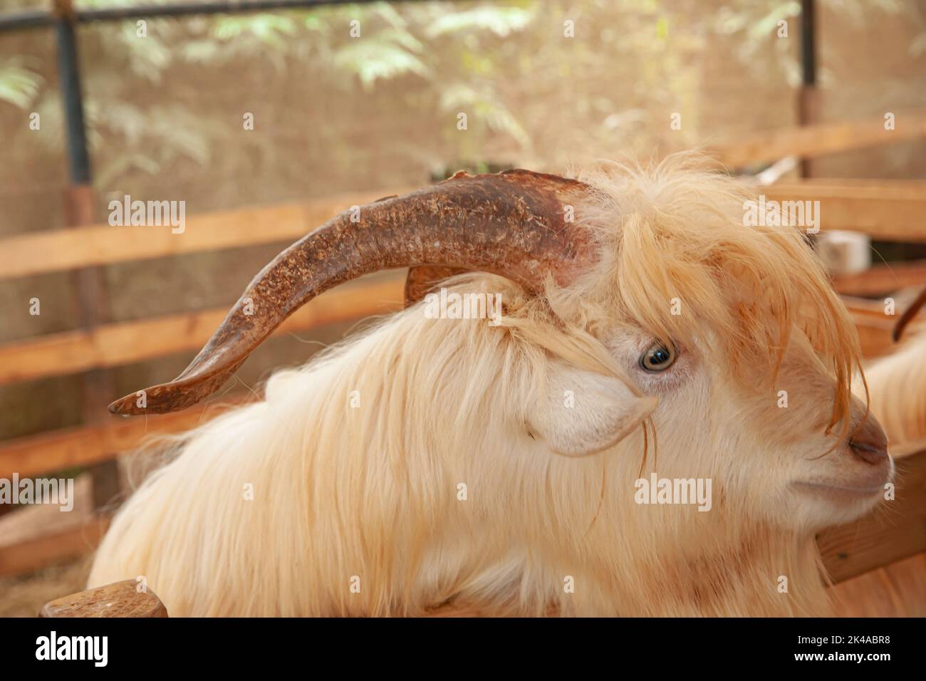 Goat in farm with hay and straw Stock Photo Alamy