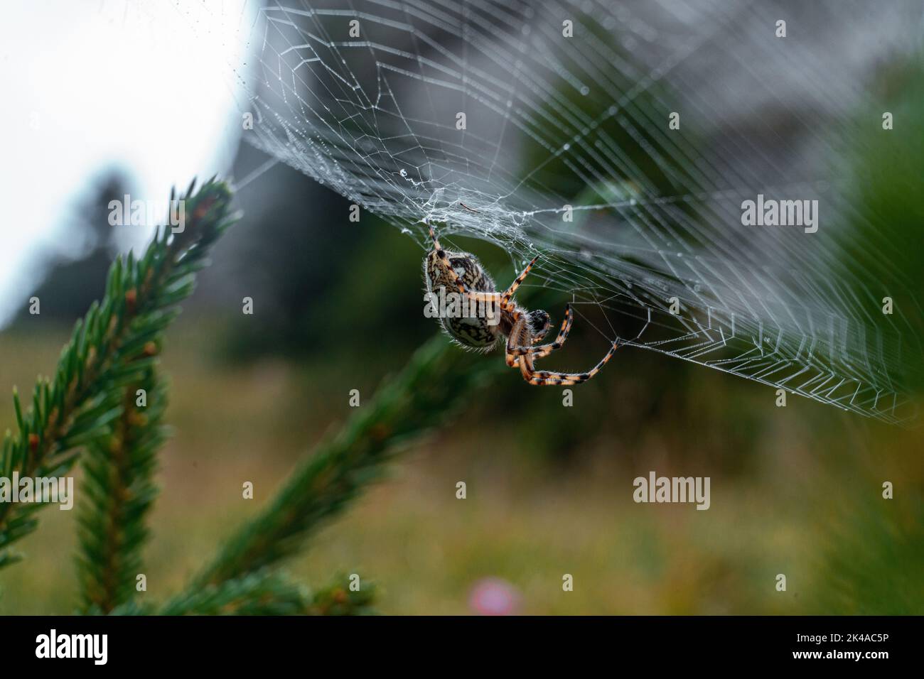 A closeup shot of an oak spider on his web in the garden Stock Photo ...
