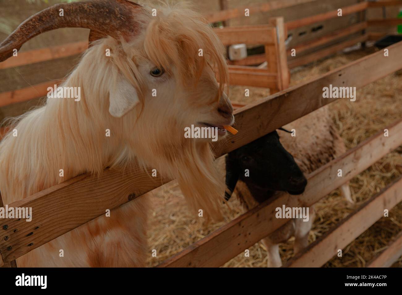 Goat in farm with hay and straw Stock Photo Alamy