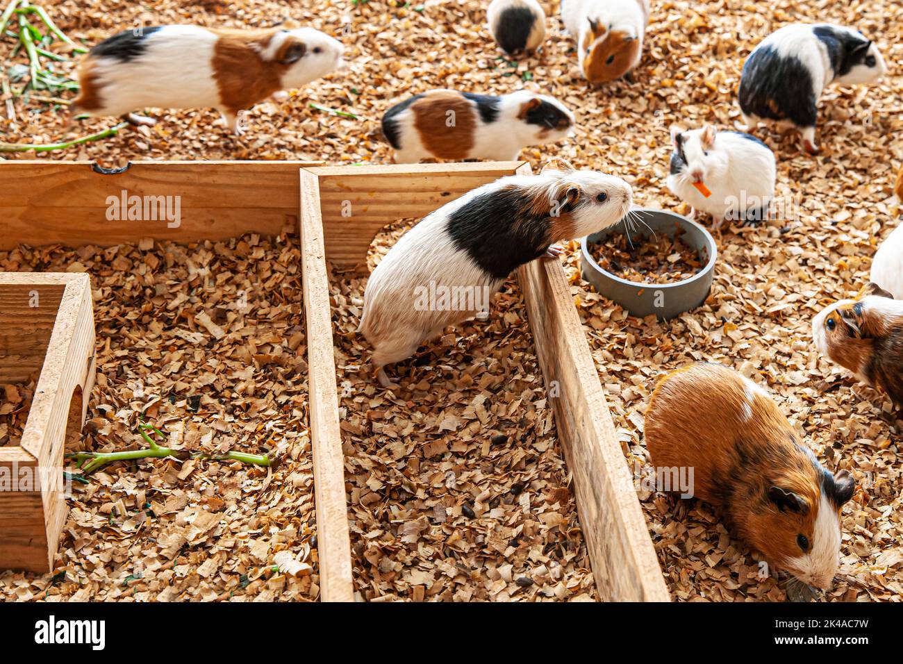 Group of guinea pig on sawdust in their cage Stock Photo Alamy