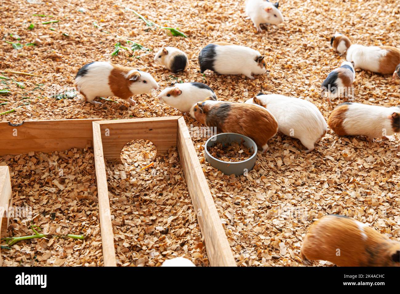 View of Group of guinea pig on sawdust in their cage Stock Photo - Alamy