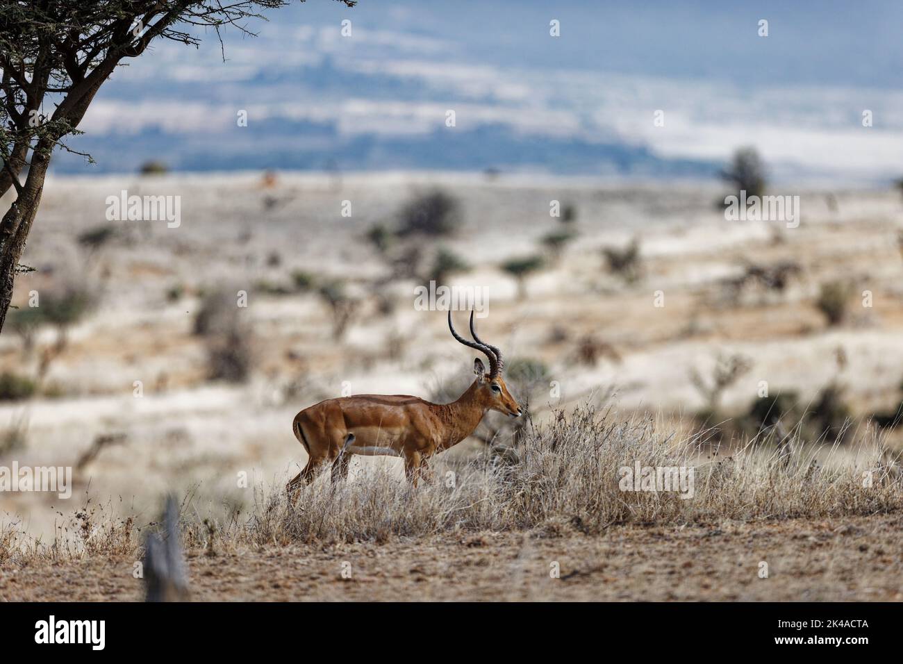 Long horns impala hi-res stock photography and images - Alamy