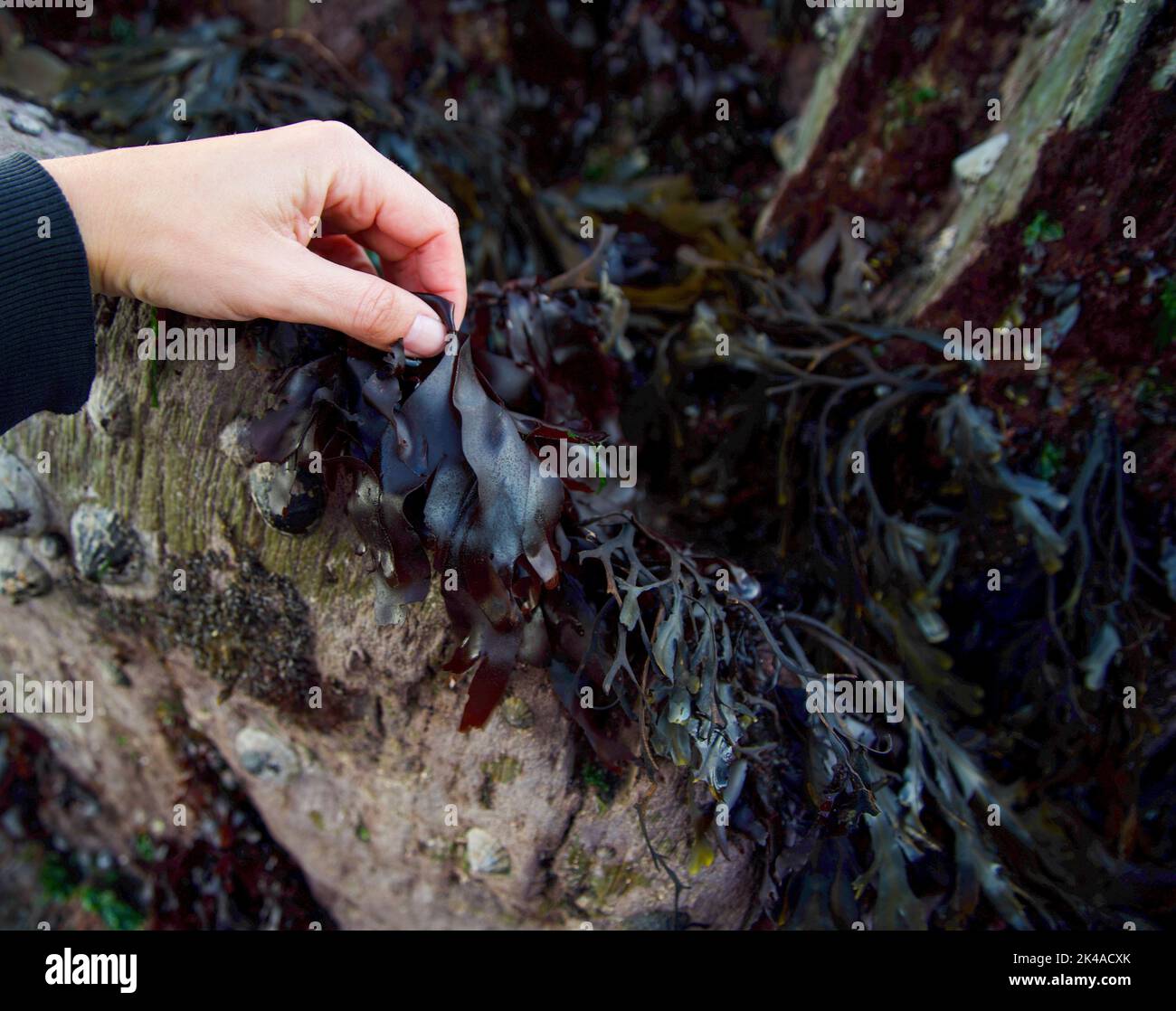 Dulse (palmaria palmata) being harvested by hand from rocky shore Stock Photo