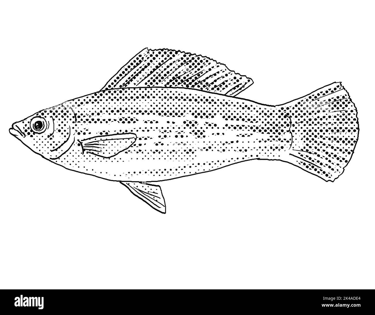 Cartoon style line drawing of a sailfin molly or Poecilia latipinna a freshwater fish endemic to North America with halftone dots shading. Stock Photo