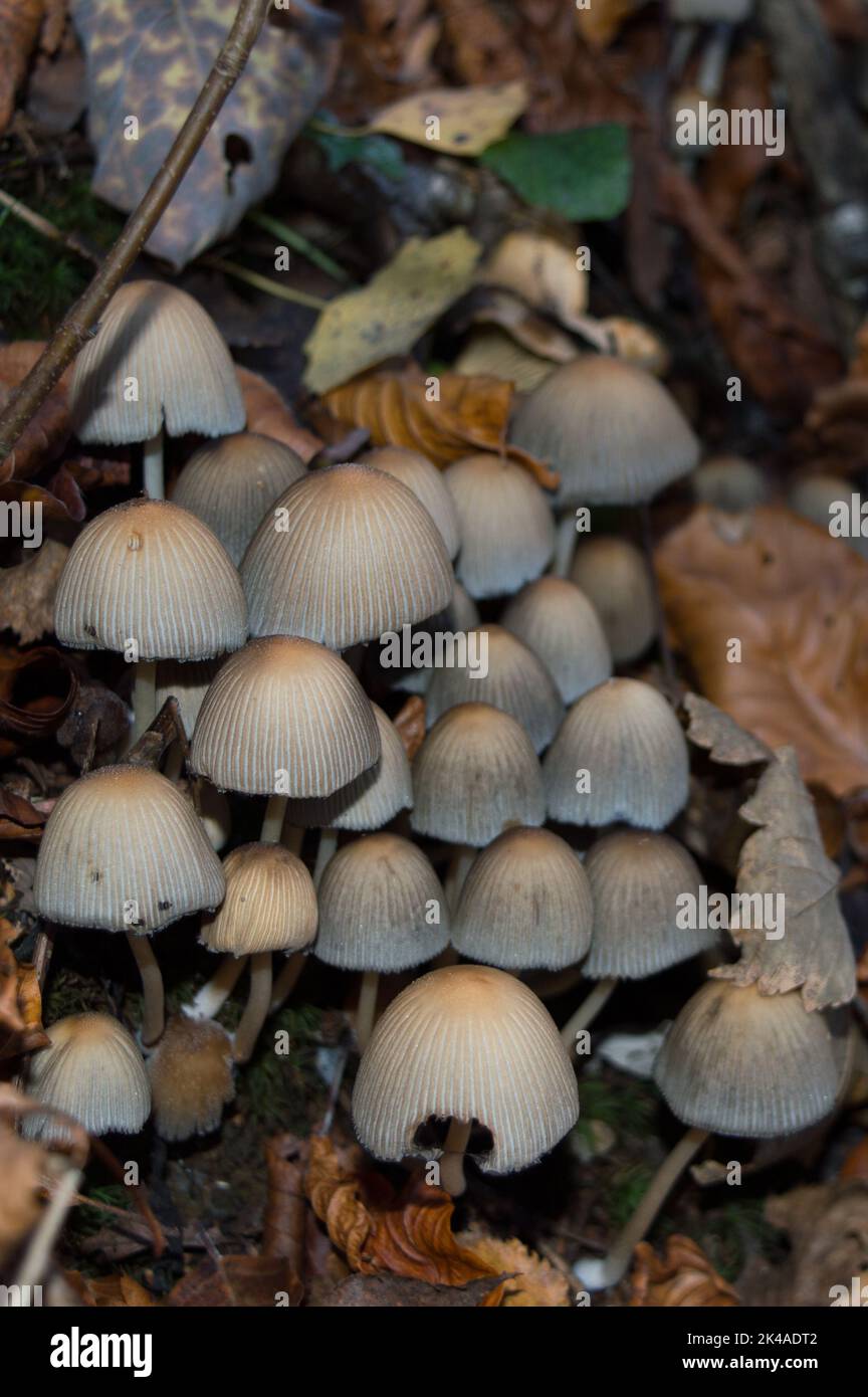 White mushrooms on the forest ground in autumn, possibly clustered