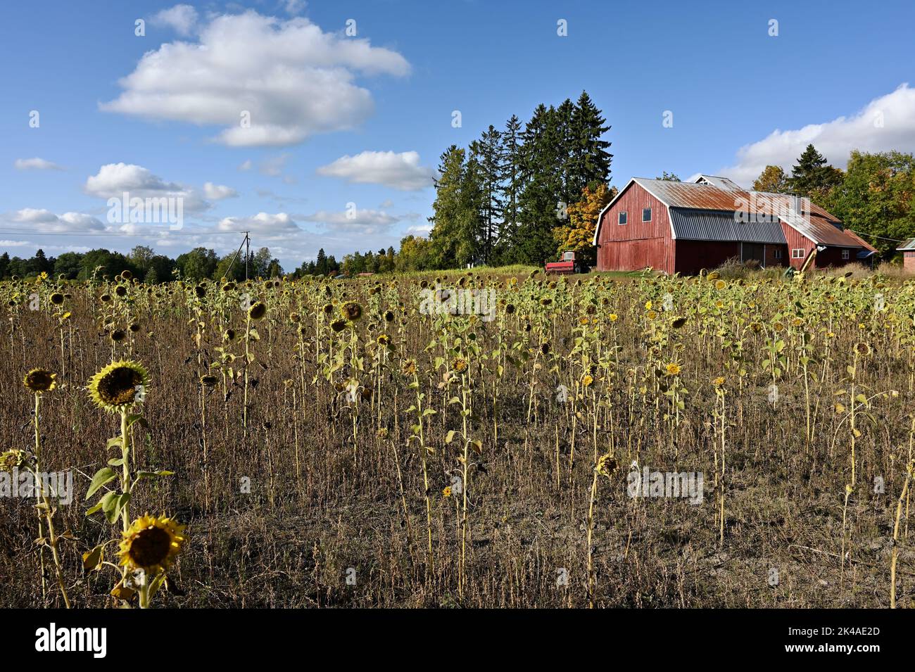 sunflower field, red barn and tractor on the farm Stock Photo