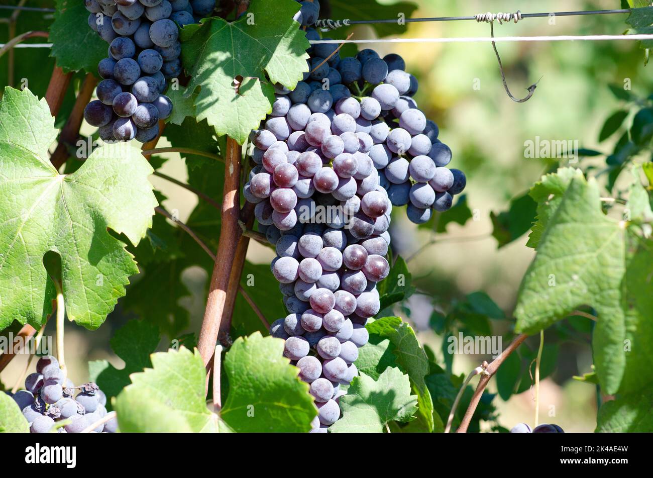 Grapes bunch of red grapes, in the rows the vines at the end of the