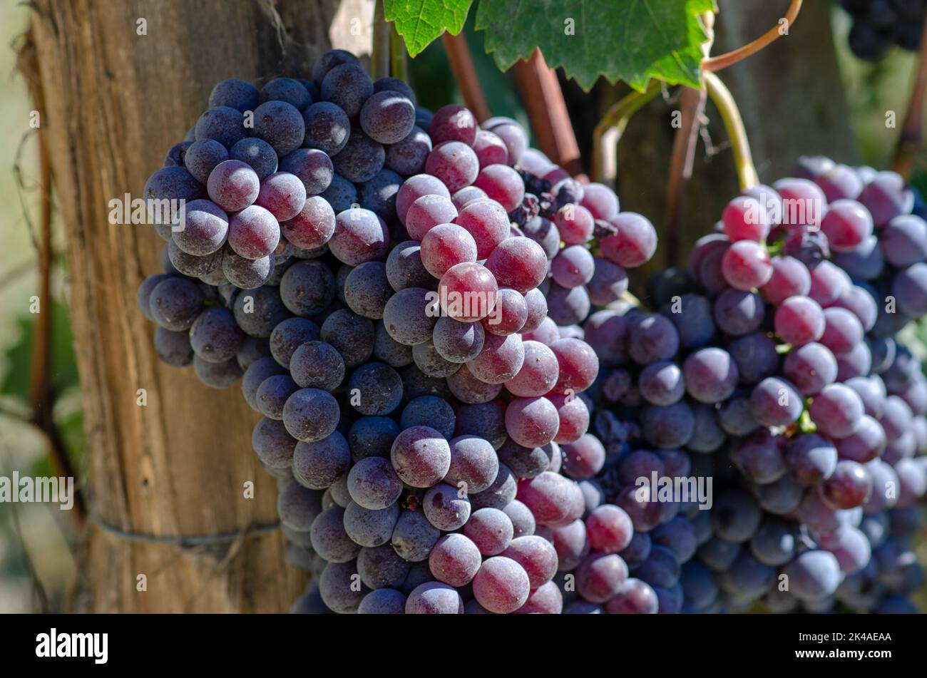 Grapes bunch of red grapes, in rows with vines full of red grapes. At