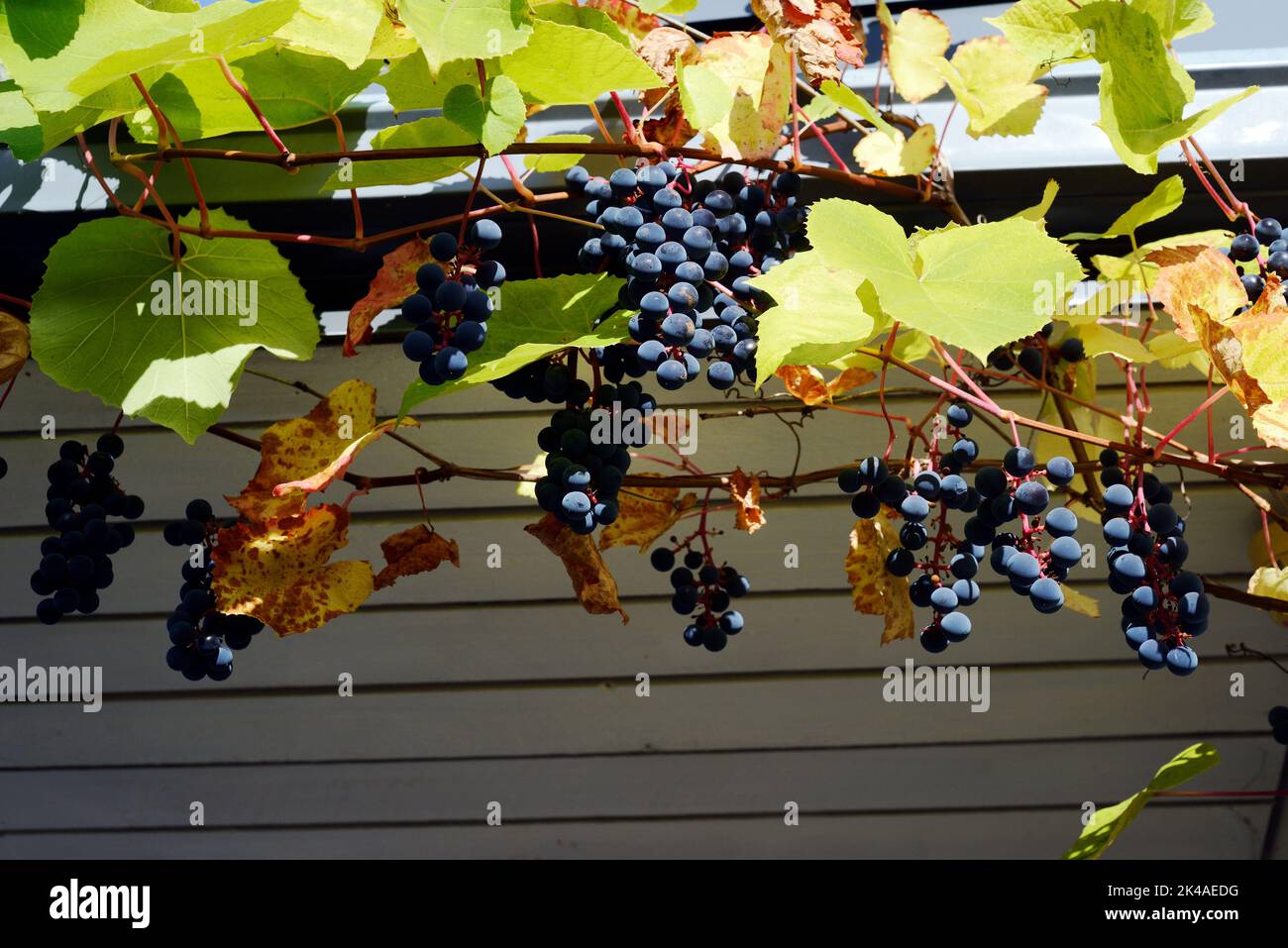 bunches of wild grapes under the roof Stock Photo