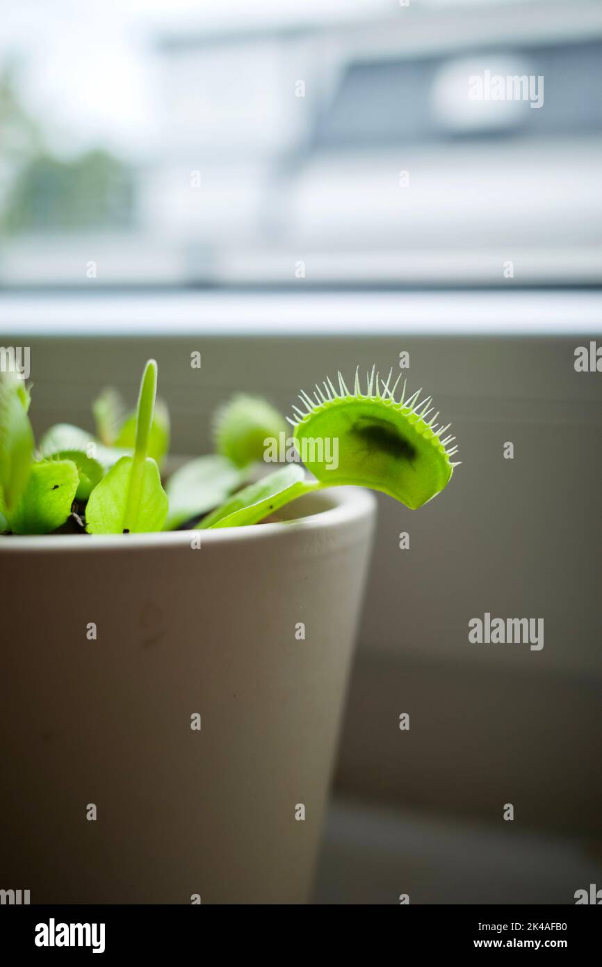 Dionaea muscipula captured a fly! It’s also commonly called the Venus Flytrap, Venus Fly Trap, or VFT. Stock Photo