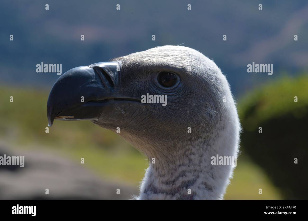 Cape Griffon vulture in Giant's castle South Africa Stock Photo - Alamy