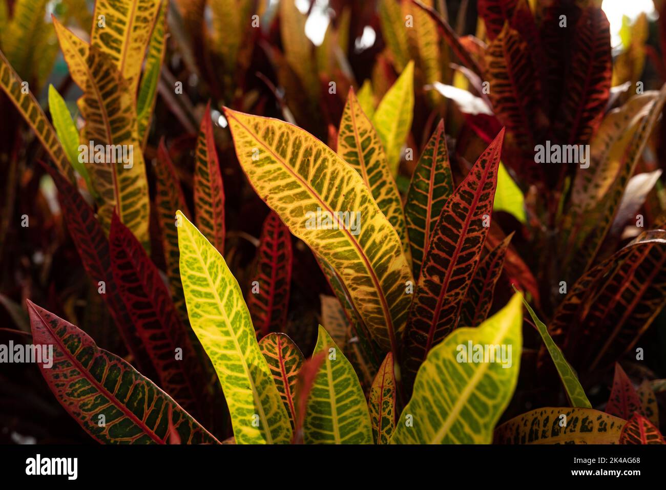 Fire croton or codiaeum variegatum foliage. Narrow leaves of variegated