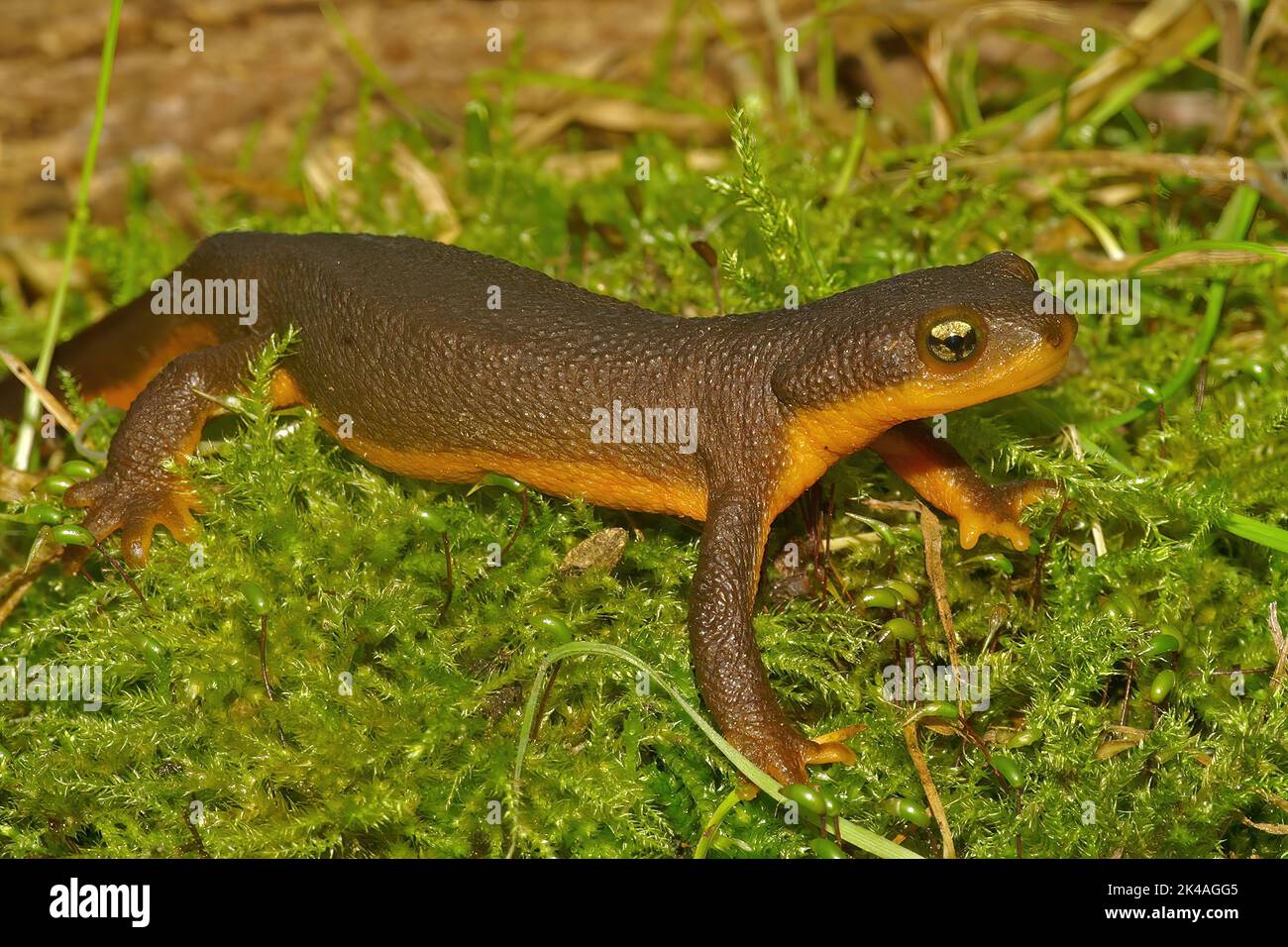 Crater lake newt hi-res stock photography and images - Alamy