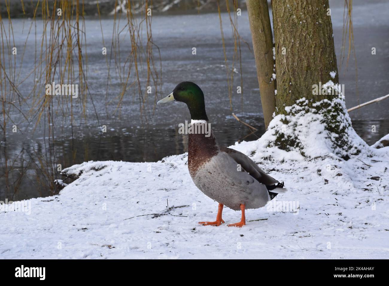 Kilkenny castle park pond hi-res stock photography and images - Alamy