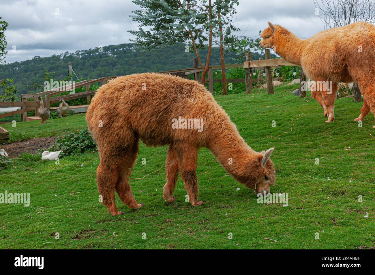 Alpaca eat grass in farm with green lawn Stock Photo Alamy