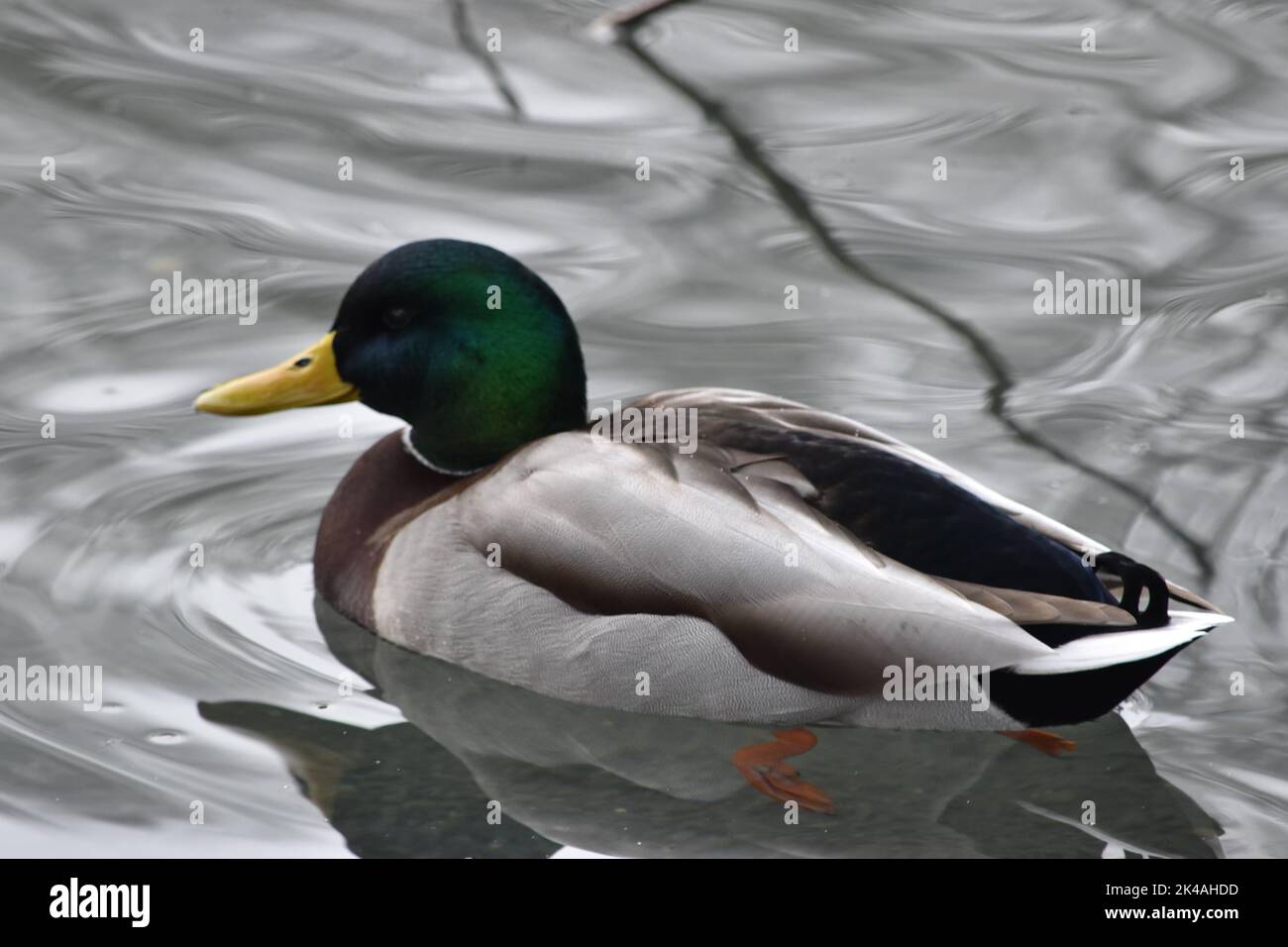 Kilkenny castle park pond hi-res stock photography and images - Alamy