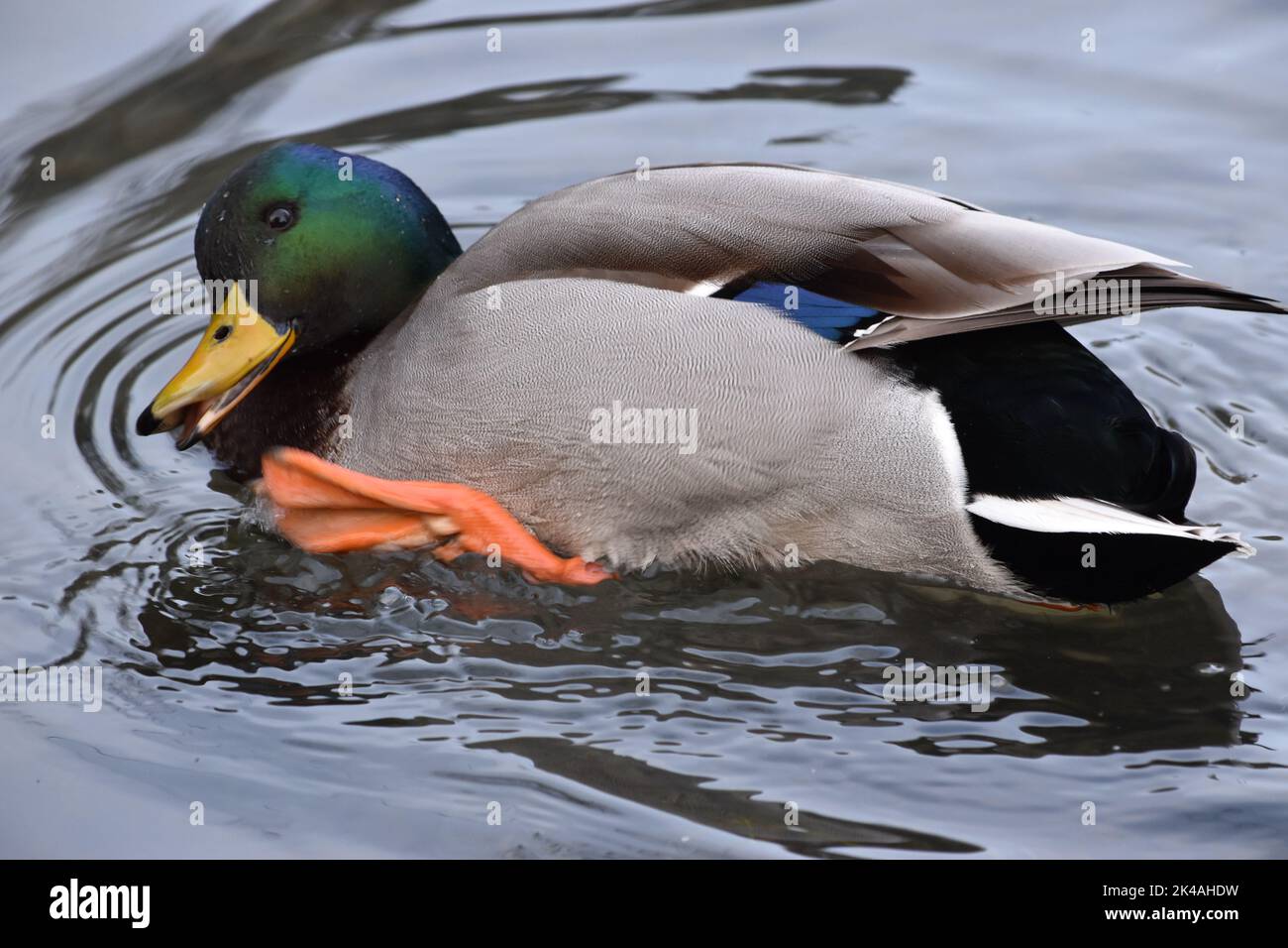 Kilkenny castle park pond hi-res stock photography and images - Alamy