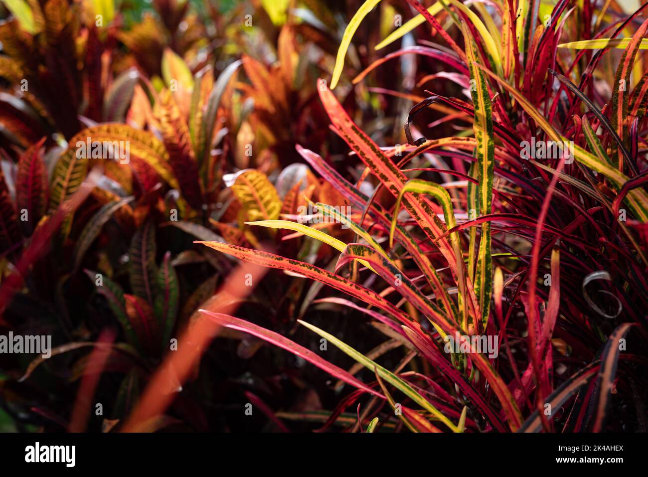 Fire croton or codiaeum variegatum foliage. Narrow leaves of Zanzibar