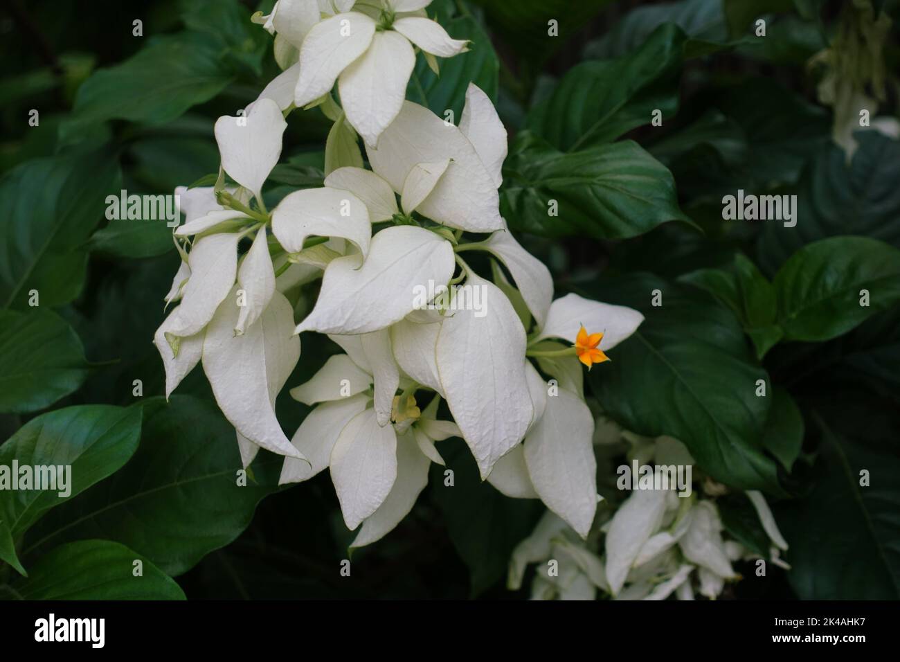 A flowering Mussaenda pubescens bush Stock Photo