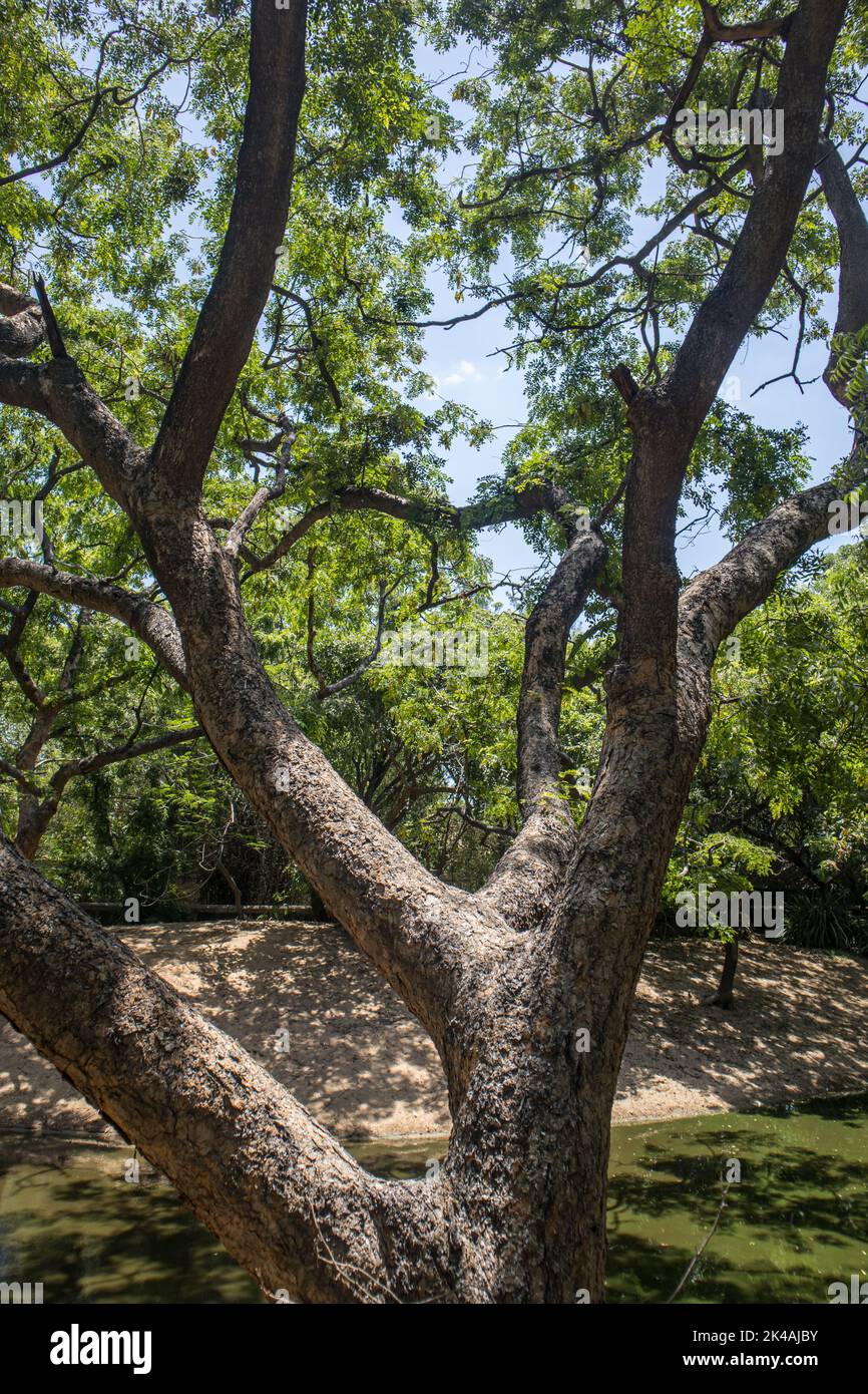 A big tree in the park of Chennai Crocodile park Stock Photo - Alamy