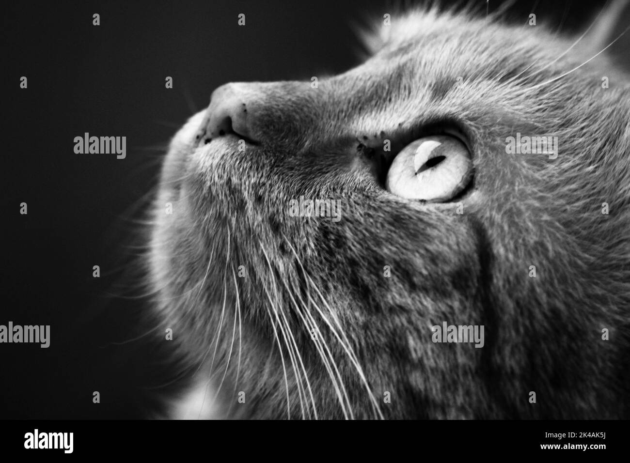 cat's head black and white photo model cat sits and poses in front of