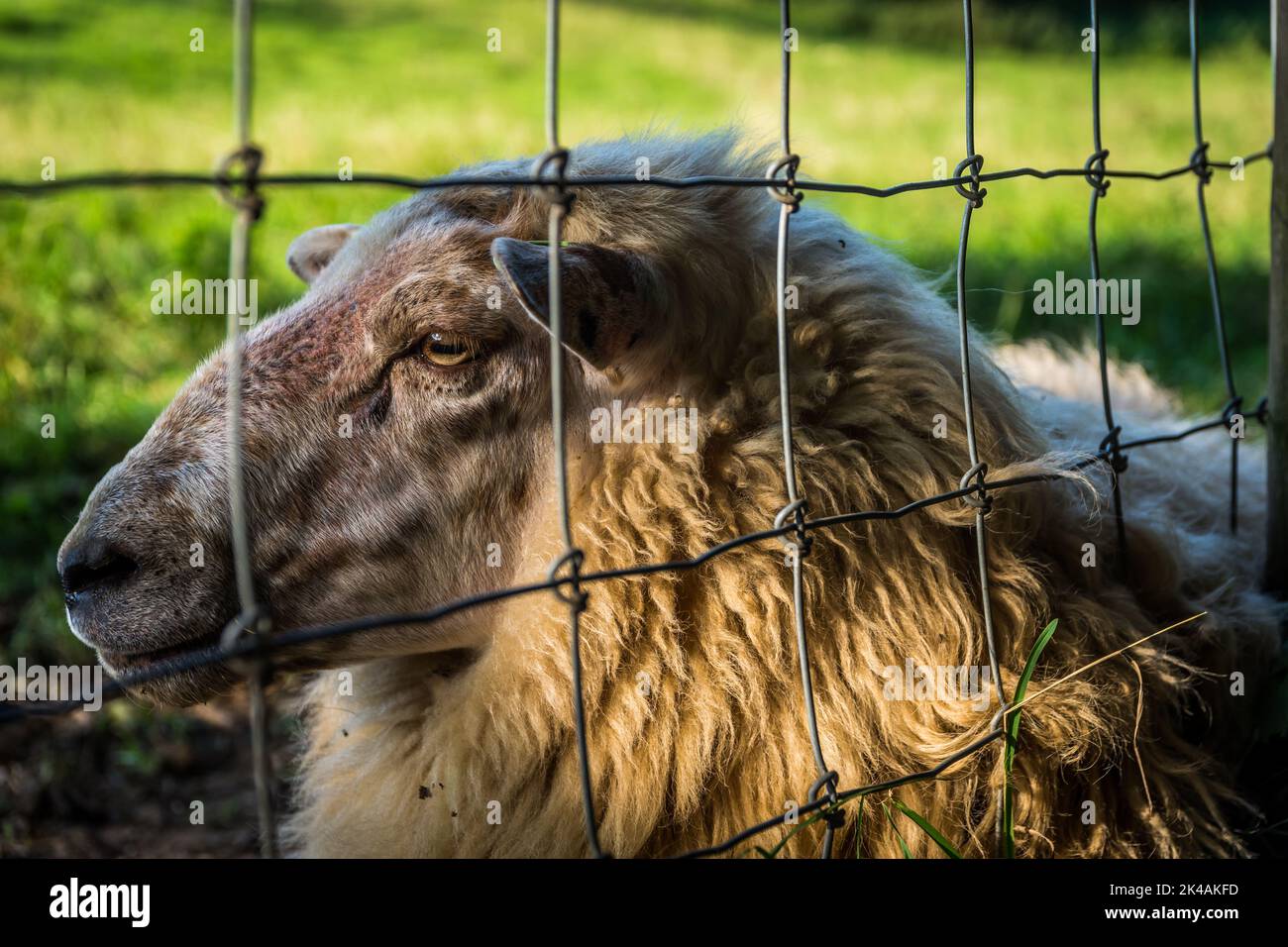 Close up of a relaxed sheep on a sunny day, resting behind a wired fence Stock Photo