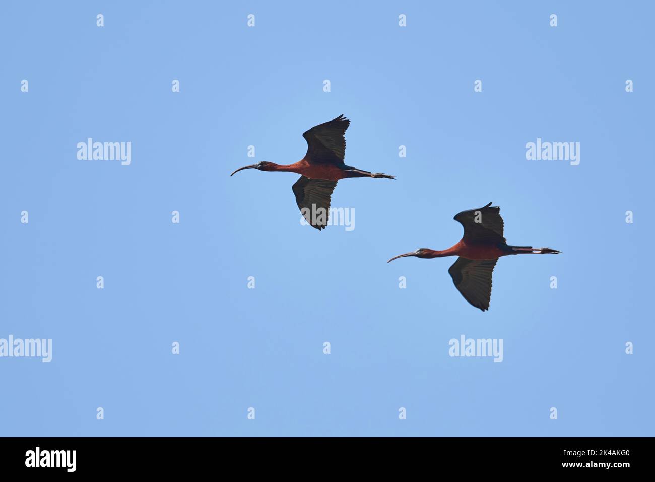 Glossy ibis (Plegadis falcinellus) flying in the sky, ebro delta, Catalonia, Spain Stock Photo
