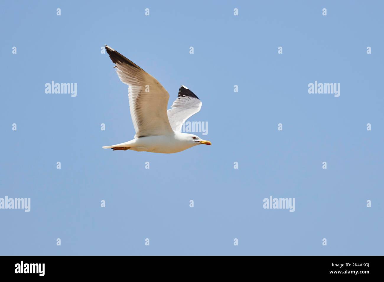 Yellow-legged gull (Larus michahellis) flying in the sky, ebro delta, Catalonia, Spain Stock Photo