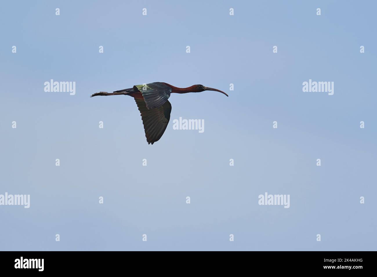 Glossy ibis (Plegadis falcinellus) flying in the sky, ebro delta, Catalonia, Spain Stock Photo