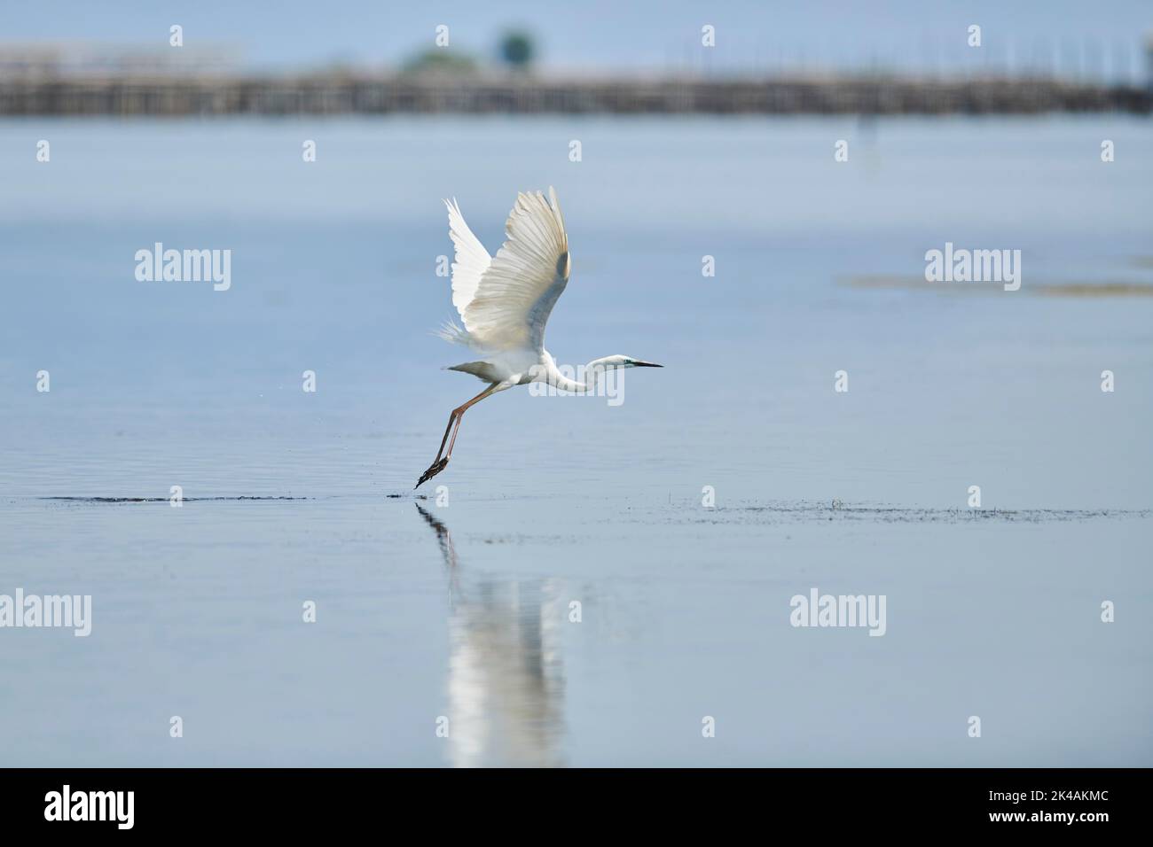 Little egret (Egretta garzetta) starting from the water, hunting, ebro delta, Catalonia, Spain Stock Photo
