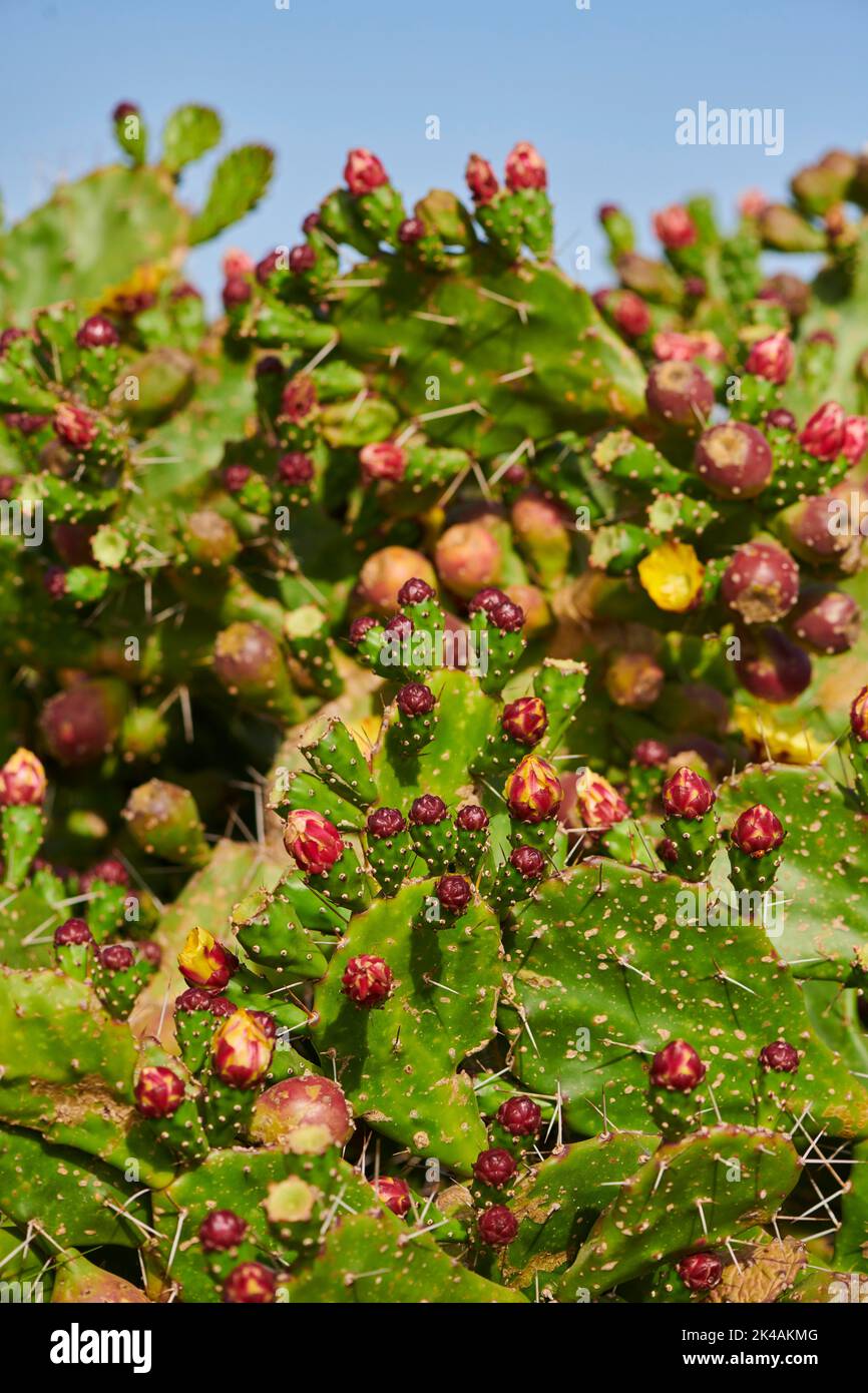 Indian fig opuntia (Opuntia ficus-indica) blossoms and fruits, ebro delta, Catalonia, Spain Stock Photo
