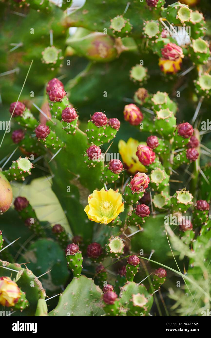 Indian fig opuntia (Opuntia ficus-indica) blossoms and fruits, ebro delta, Catalonia, Spain Stock Photo
