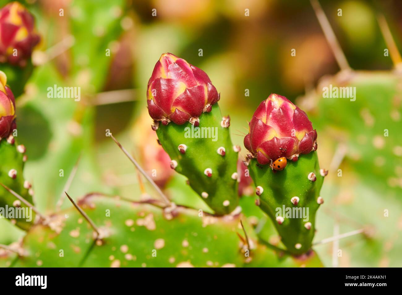 Indian fig opuntia (Opuntia ficus-indica) blossoms and fruits, ebro delta, Catalonia, Spain Stock Photo