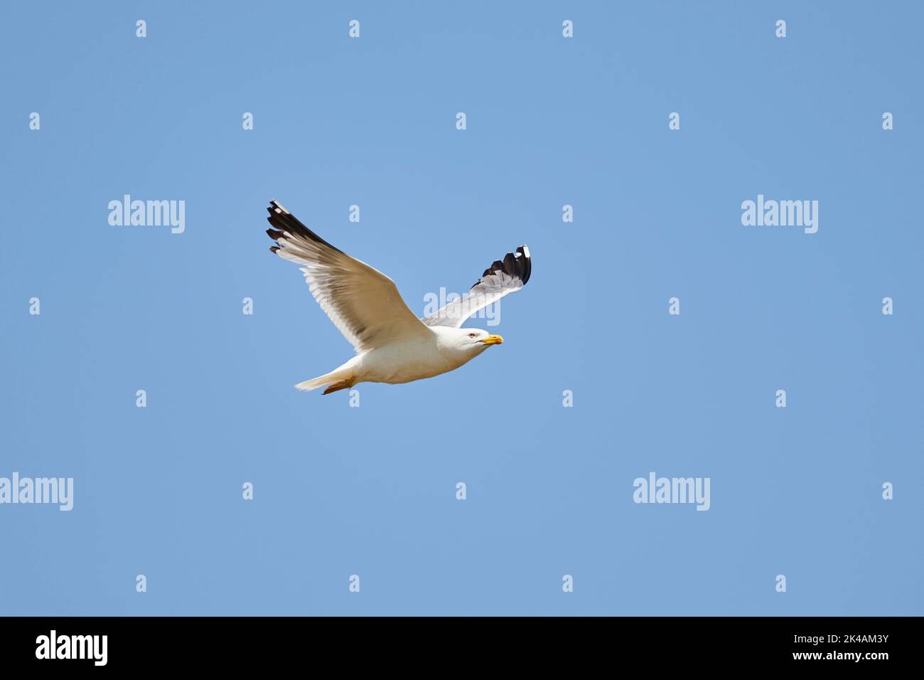 Yellow-legged gull (Larus michahellis) flying in the sky, ebro delta, Catalonia, Spain Stock Photo