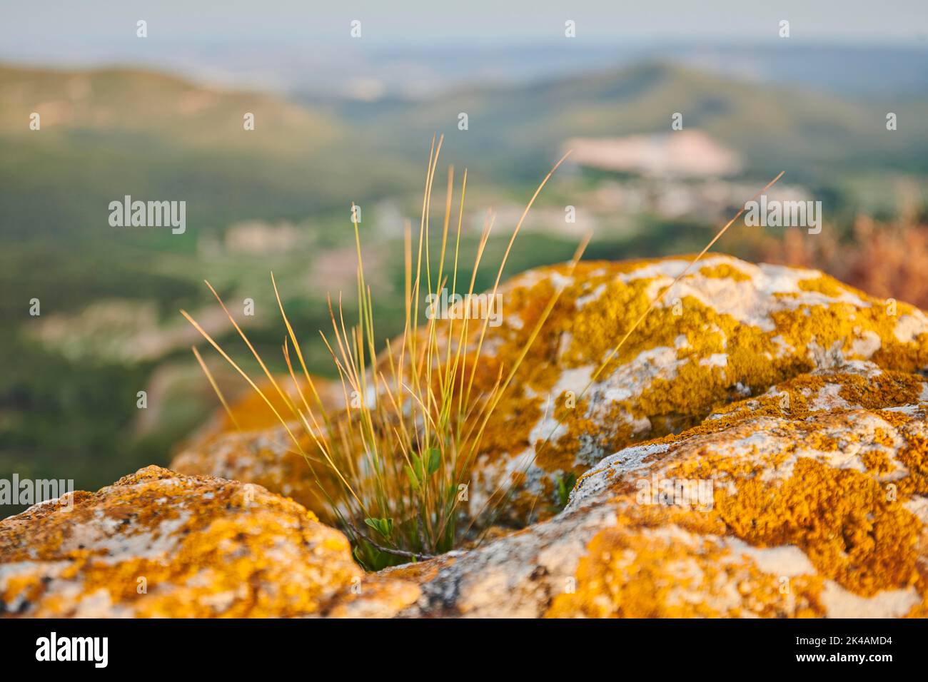 Sheep's fescue (Festuca ovina) growing at Mount 'La Talaia del Montmell' at evening, Catalonia, Spain Stock Photo