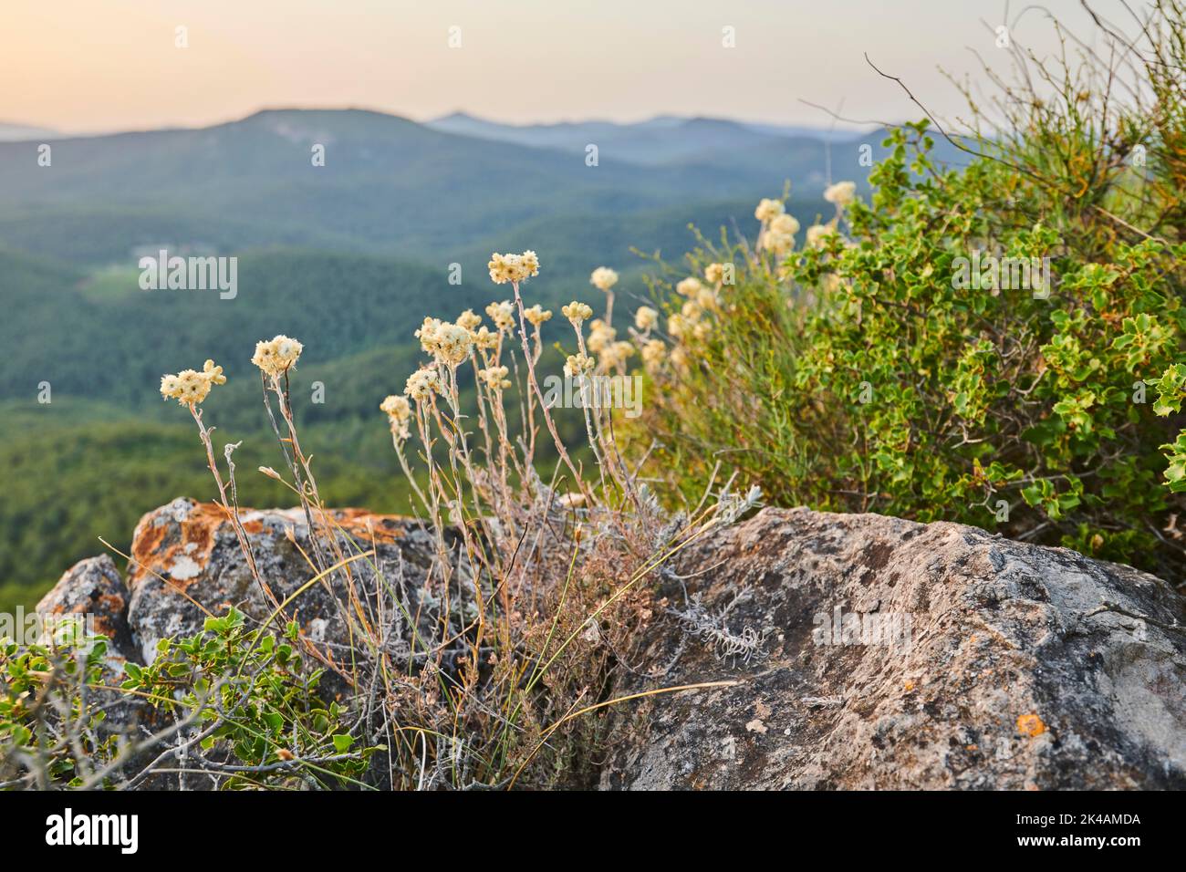 Mediterranean strawflower (Helichrysum stoechas) growing at Mount 'La Talaia del Montmell' at evening, Catalonia, Spain Stock Photo