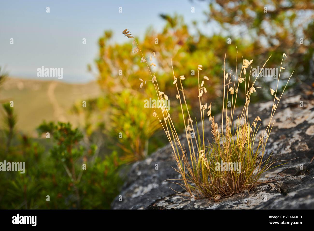 Sheep's fescue (Festuca ovina) growing at Mount 'La Talaia del Montmell' at evening, Catalonia, Spain Stock Photo
