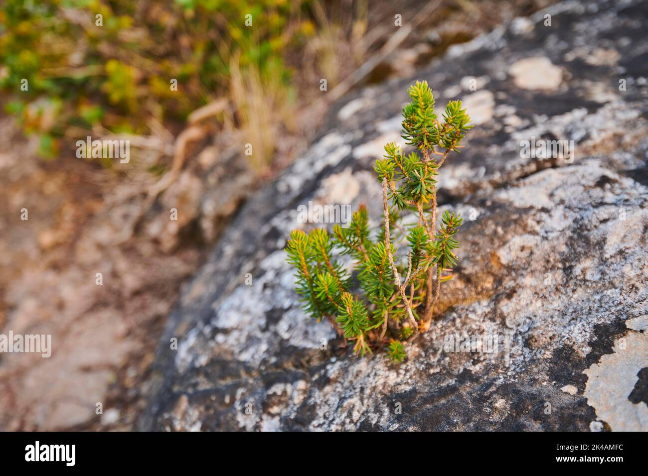 Black crowberry (Empetrum nigrum) growing at Mount 'La Talaia del Montmell' at evening, Catalonia, Spain Stock Photo