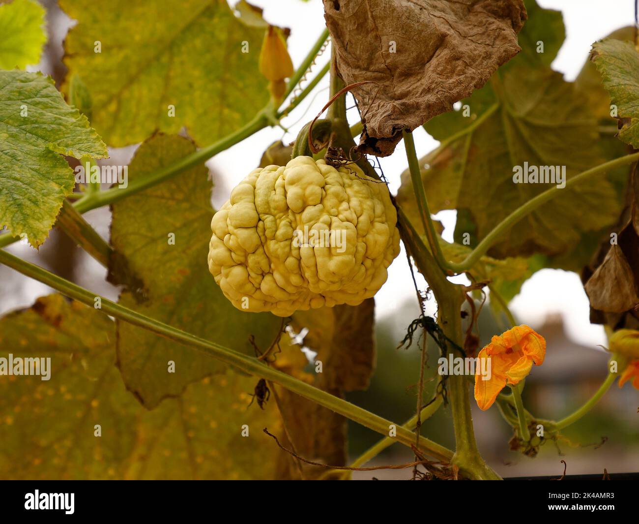Close up of the annual growing edible roundish yellow gourd Cucurbita