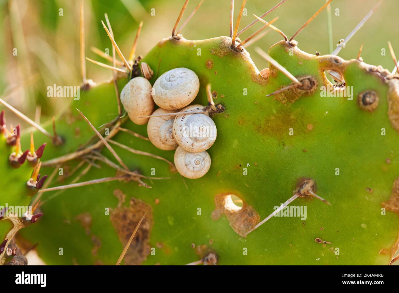White garden snail (Theba pisana) on a Indian fig opuntia (Opuntia ficus-indica), ebro delta, Catalonia, Spain Stock Photo