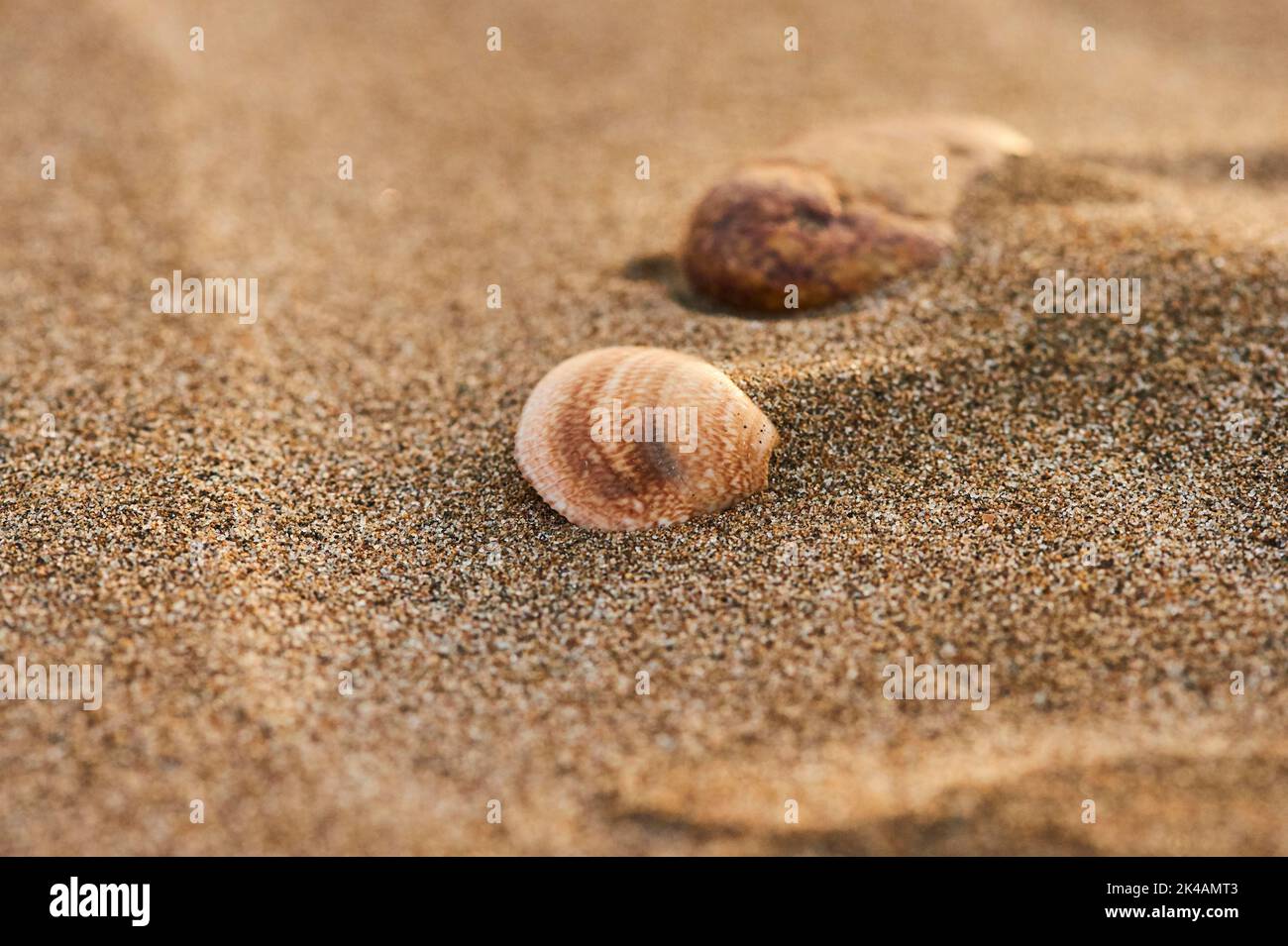 Shellfish lying on the beach, 'Platja del Fangar', nature reserve, ebro delta, Catalonia, Spain Stock Photo