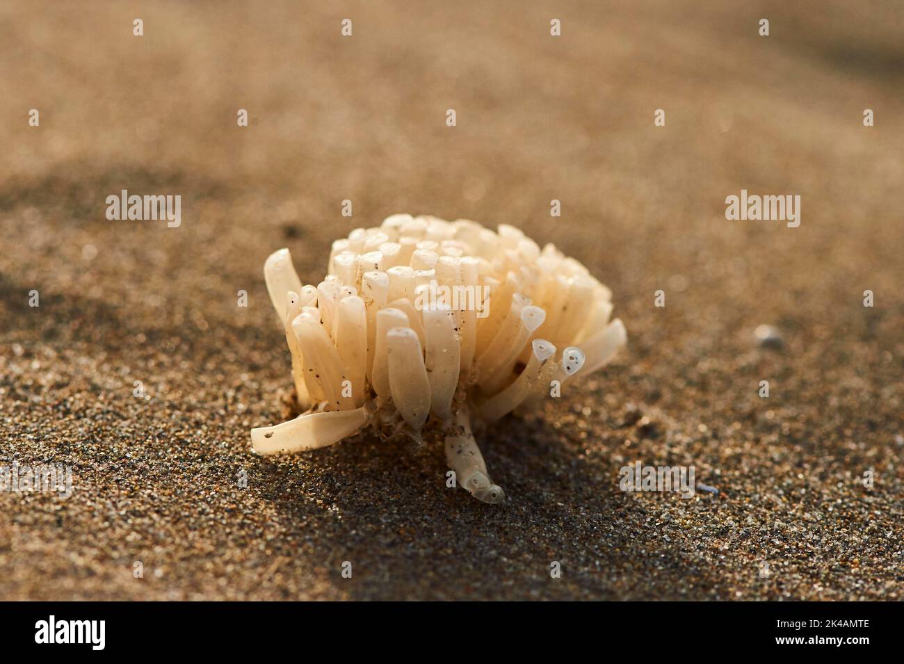 Washed up sea sponge on a beach, ebro delta, Catalonia, Spain Stock Photo
