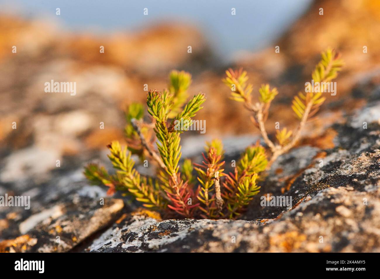 Black crowberry (Empetrum nigrum) growing at Mount 'La Talaia del Montmell' at evening, Catalonia, Spain Stock Photo