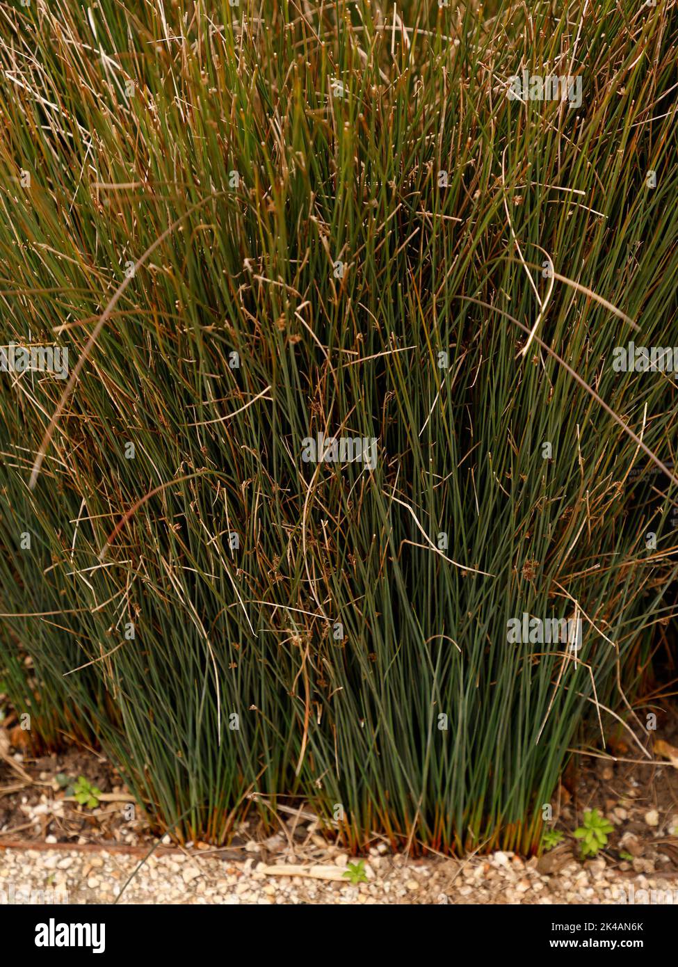Close up of the evergreen blue ornamental grass Juncus patens Elk Blue