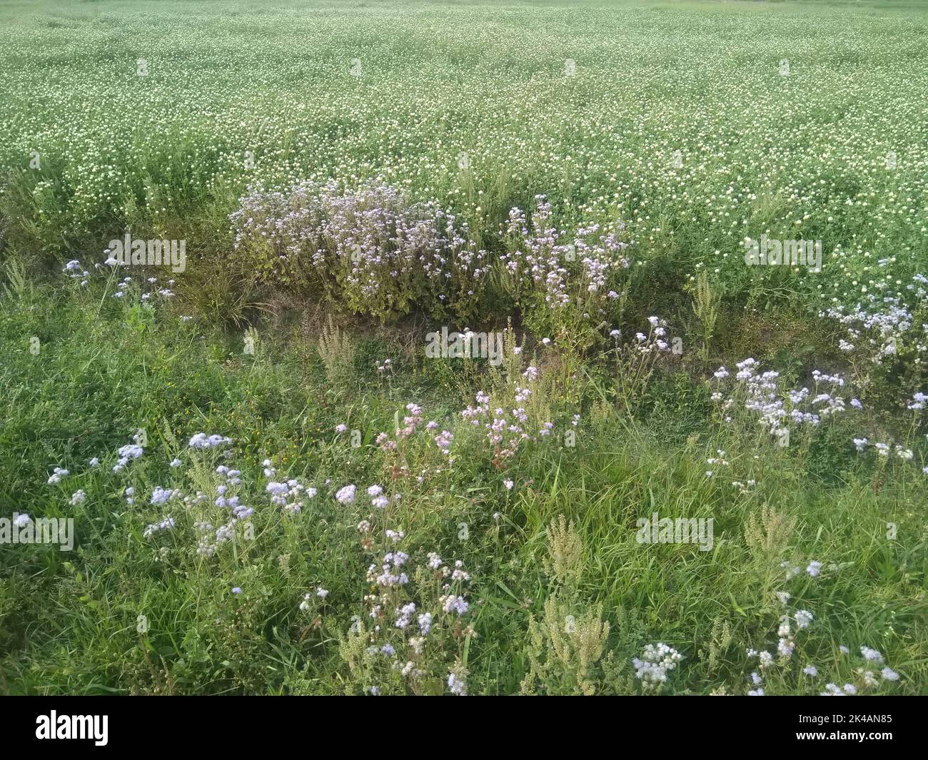 Blooming blue mistflowers on a meadow Stock Photo